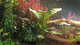 Load image into Gallery viewer, Bundle 48 - Aquatic Plants (3D Model)
