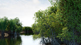 Load image into Gallery viewer, Bundle 50 - Mangrove Plants (3D Model)