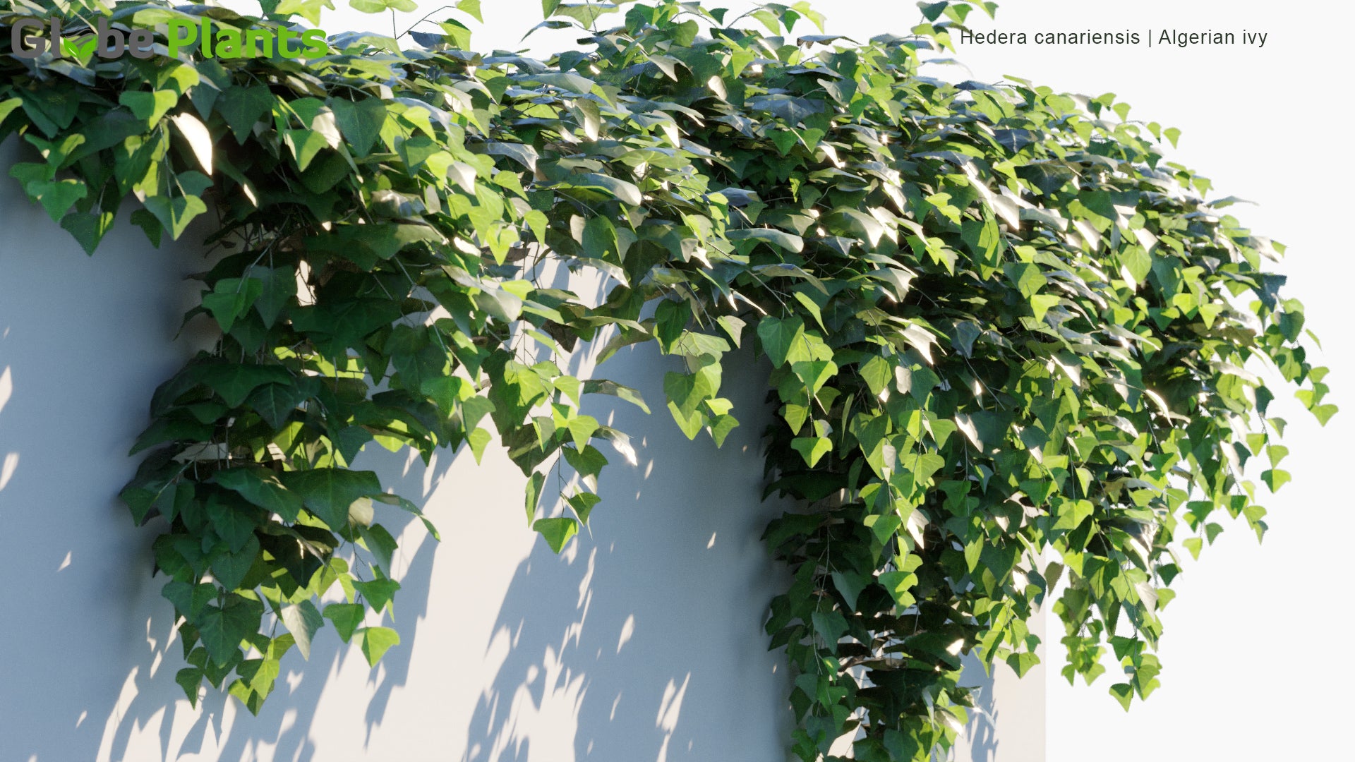 Hedera Canariensis - Algerian Ivy (3D Model)