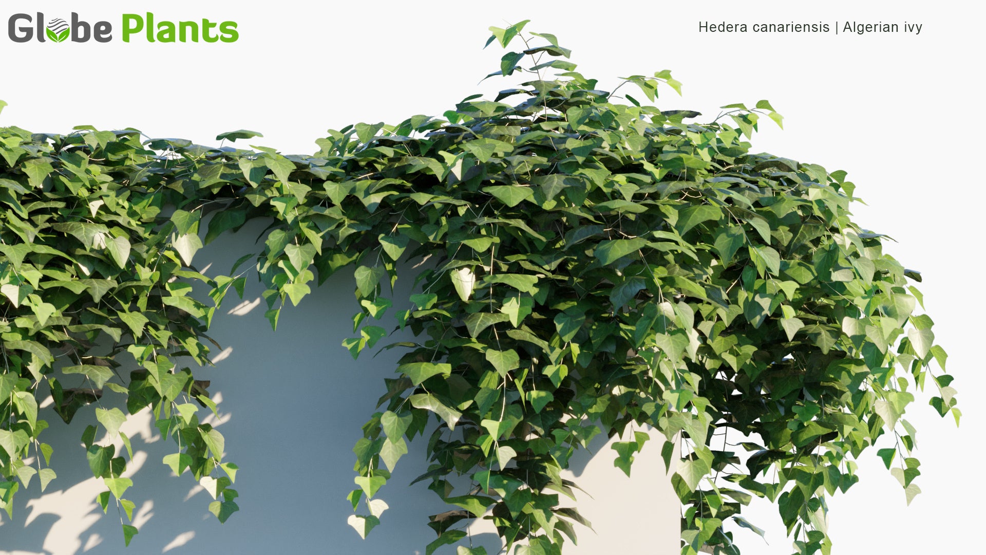 Hedera Canariensis - Algerian Ivy (3D Model)