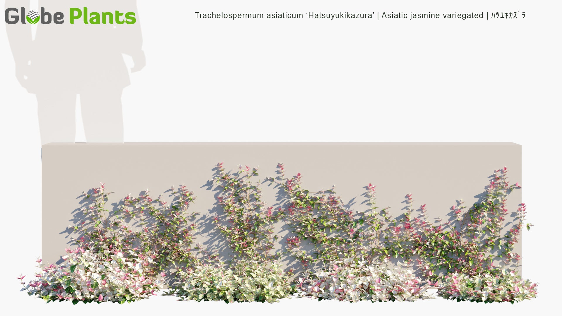 Trachelospermum Asiaticum ‘Hatsuyukikazura’ - Asiatic Jasmine Variegated, ﾊﾂﾕｷｶｽﾞﾗ (3D Model)