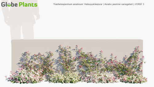 Trachelospermum Asiaticum ‘Hatsuyukikazura’ 