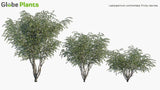 Load image into Gallery viewer, Leptospermum Continentale Tree Globe Plants 