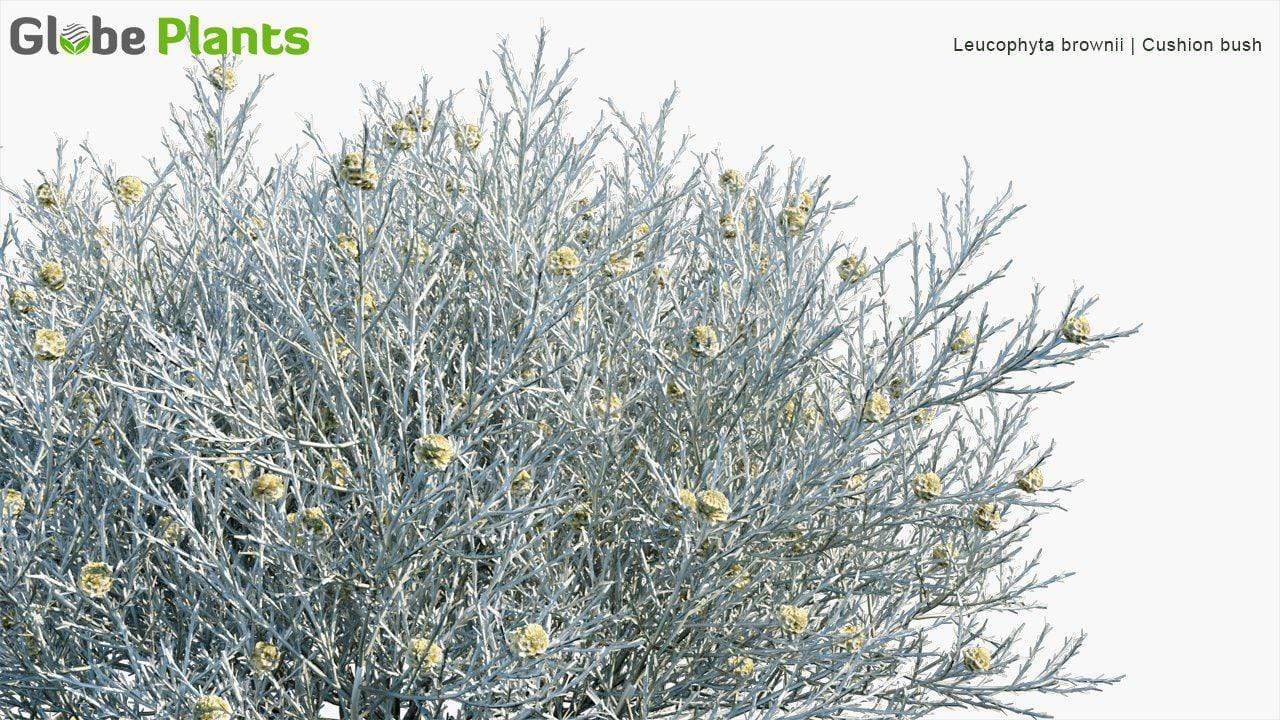 Leucophyta Brownii - Cushion Bush Shrub Globe Plants 
