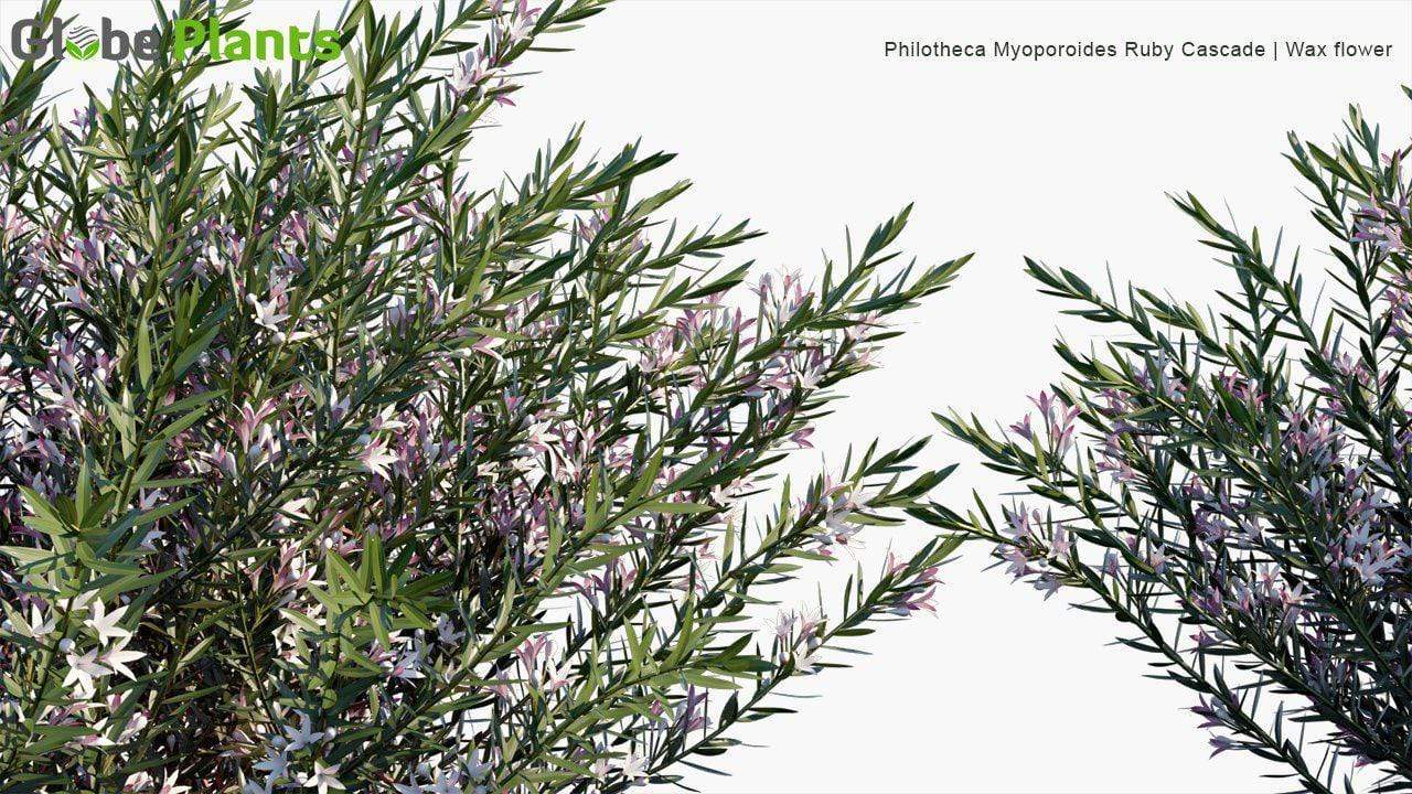 Philotheca Myoporoides Ruby Cascade - Wax Flower Shrub Globe Plants 