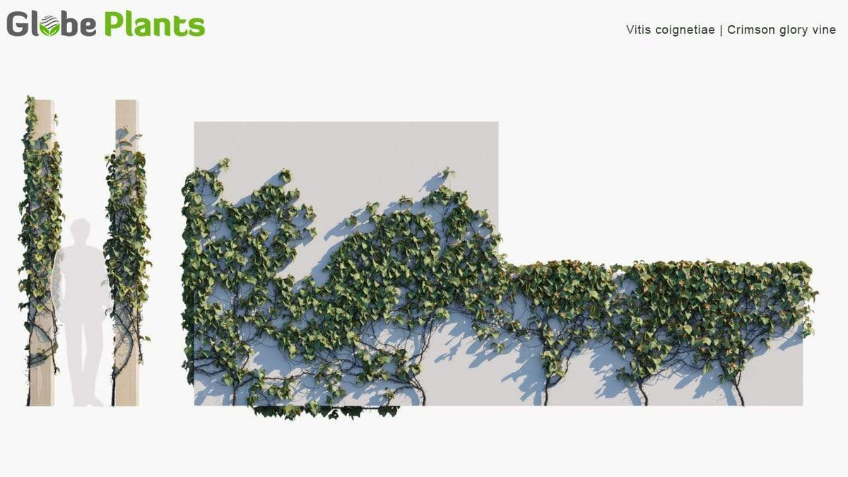Vitis Crimson Glory Vine 3D Model 3Ds Max SketchUp
