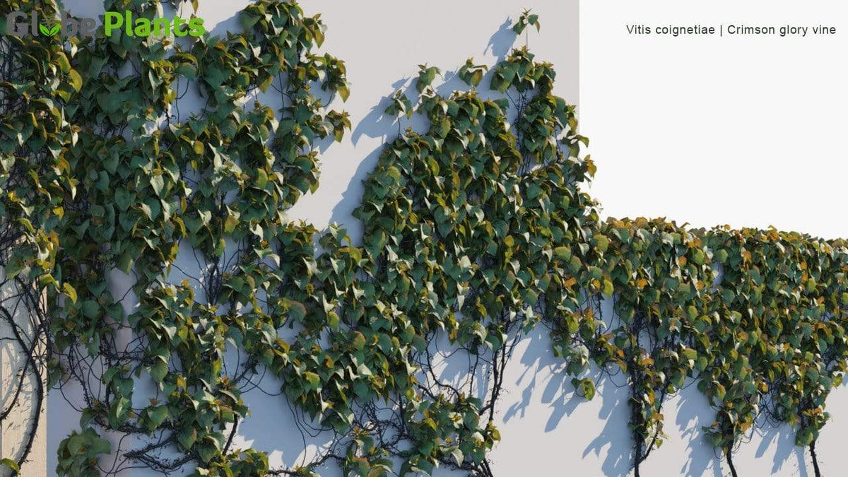Vitis Crimson Glory Vine 3D Model 3Ds Max SketchUp