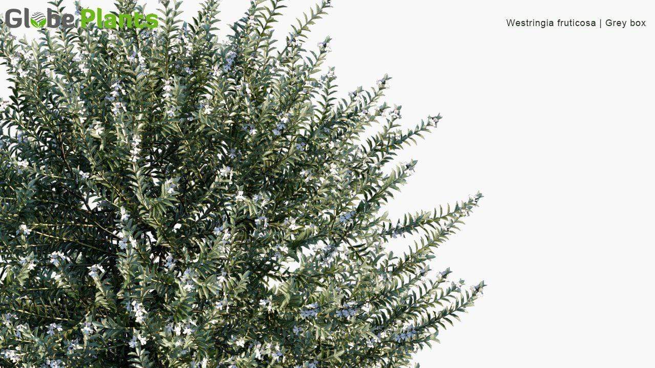 Westringia Fruticosa - Grey Box Westringia Shrub Globe Plants 