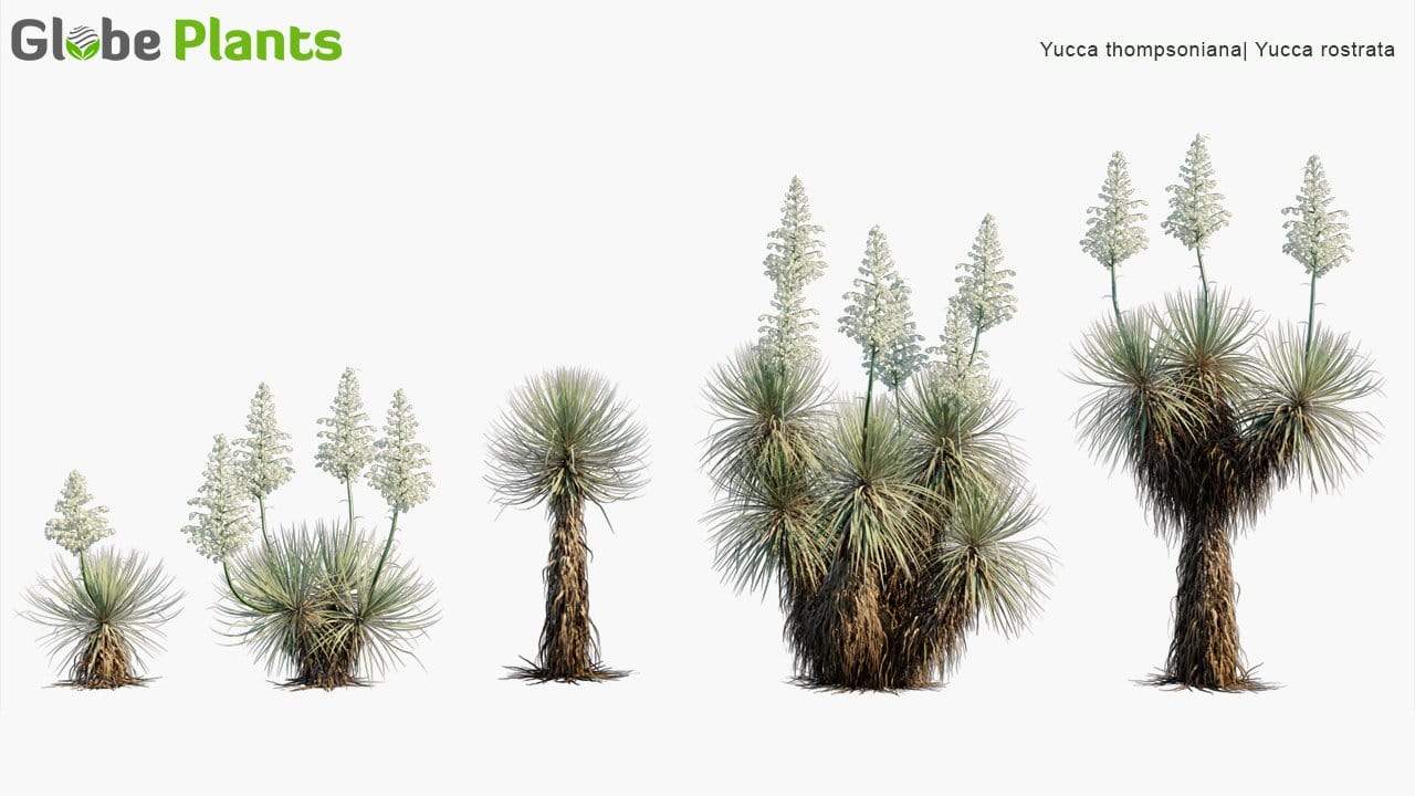 Yucca Thompsoniana 3D Model